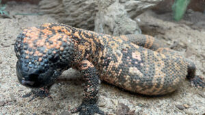 GilaMonster